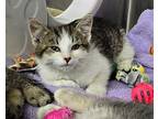 Purrson Domestic Shorthair Kitten Female