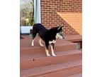 Rosie Shiba Inu Adult Female