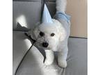 Crown Bichon Frise Adult Male
