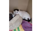 Snookie Domestic Shorthair Senior Male