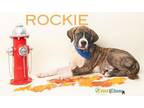 Rockie Boxer Young Male