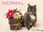 Nermal Domestic Longhair Senior Female