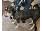 Galaxy American Pit Bull Terrier Adult Male