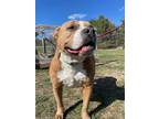 Lala American Pit Bull Terrier Adult Female