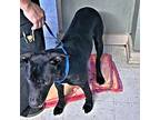 Oreo Labrador Retriever Young Male