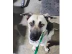 Morticia German Shepherd Dog Young Female