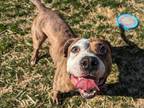 Mousse Boxer Adult Male