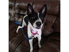 Hopscotch Border Collie Adult Female