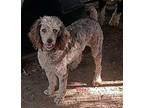Eliza Poodle (Standard) Adult Female