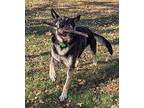 Shotzy German Shepherd Dog Senior Female