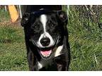 Orion Border Collie Adult Male