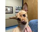 Roman Chihuahua Adult Male