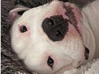 Whiskey Bull Terrier Young Male