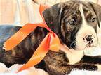 Cora American Staffordshire Terrier Puppy Female