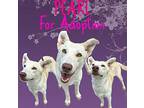 Pearl German Shepherd Dog Young Female