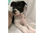 Big Ben Mixed Breed (Medium) Puppy Male