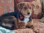 Betsy Beagle Adult Female