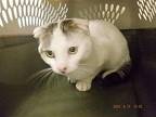 WALLY Scottish Fold Adult Male