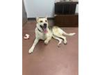 Edel Mixed Breed (Medium) Puppy Male