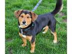 Joker Beagle Adult Male