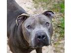 Aslan American Staffordshire Terrier Adult Male