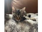 Tyler Domestic Shorthair Kitten Male