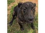 Buster Plott Hound Puppy Male