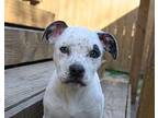 MARTINI American Staffordshire Terrier Puppy Female