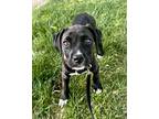 Myisha Hines-Allen Labrador Retriever Puppy Female
