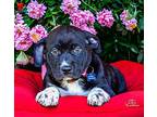 Buss Schnauzer (Standard) Puppy Male
