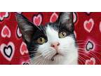 6533 Skunk Domestic Shorthair Kitten Female