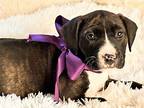 Birdy American Pit Bull Terrier Puppy Female
