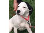 Cindi Hound (Unknown Type) Young Female