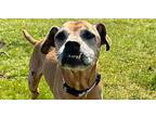 Tilly Belle Beagle Senior Female