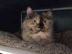 Dolce Domestic Longhair Senior Female