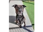 Bear Labrador Retriever Adult Male