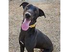 Rocky Greyhound Adult Male