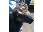 ANDY Hound (Unknown Type) Young Male