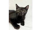 Rocket Domestic Shorthair Young Male