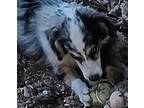 Sardie Australian Shepherd Adult Male