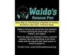 Perfect Night Jindo Puppy Male