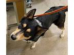Bobbie Husky Adult Male