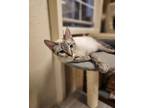 Slim Shady Siamese Kitten Male