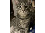 Bob and Charlotte(Bonded Pair) Domestic Shorthair Kitten Male