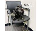 Chief Labrador Retriever Puppy Male