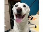 Frankie Labrador Retriever Young Male
