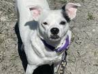 Oscar Jack Russell Terrier Adult Male