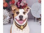 LAYLA American Staffordshire Terrier Adult Female