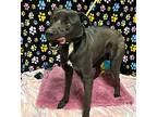 ABU (BINGO) Labrador Retriever Adult Male