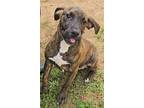 Sahara Hound (Unknown Type) Young Female